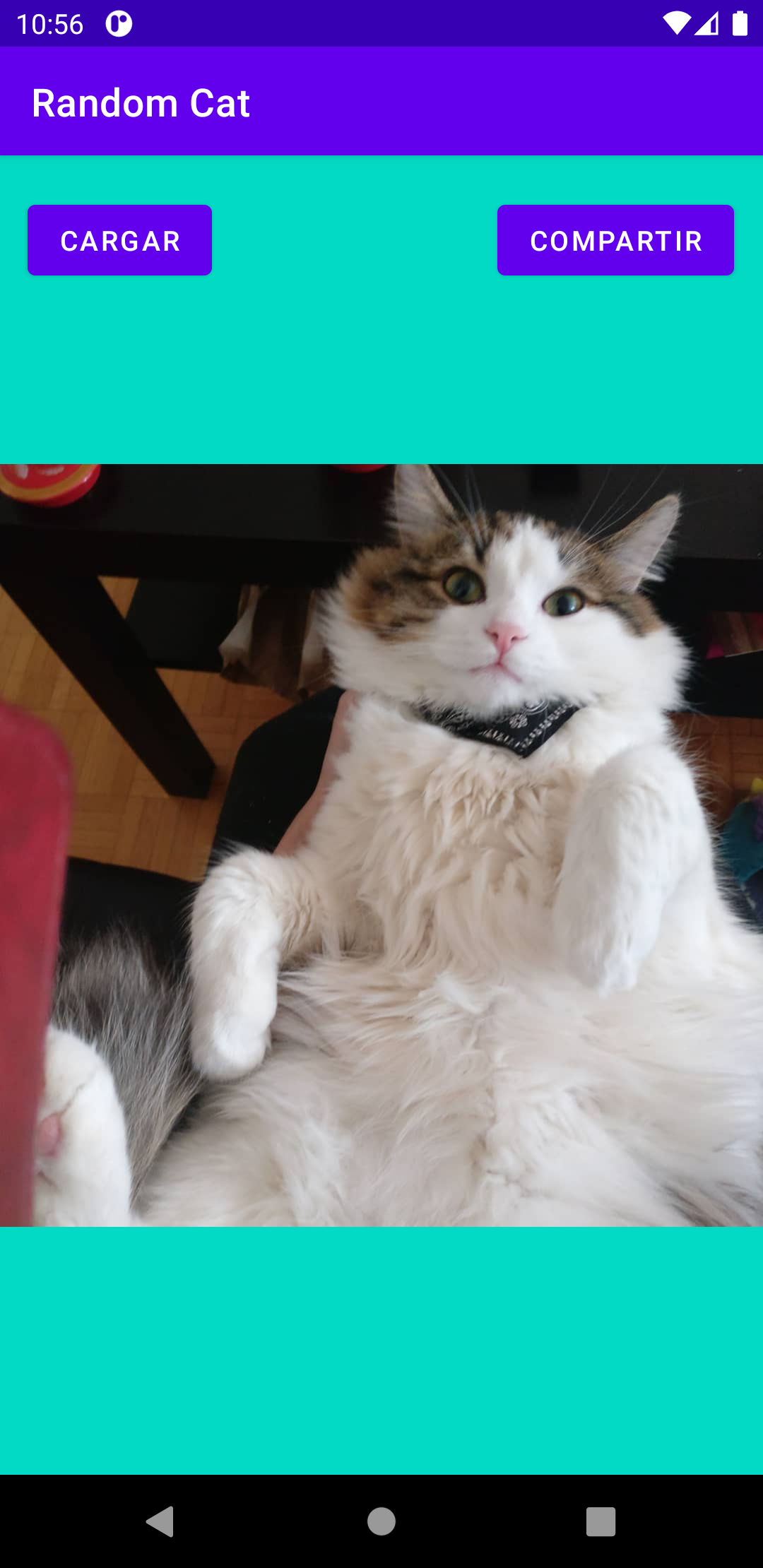 Captura de la app Random Cat mostrando un gatito
